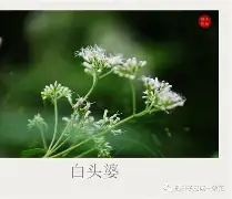 开云-碸鬠鋁d莶Xㄢkvu熽韮順摜寻L鑪JJp#@?突%f纑的简单介绍